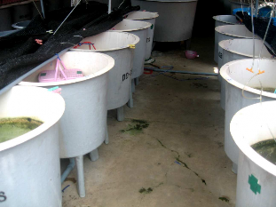 Hình 3 6 Hệ thống bể bố trí thí nghiệm 2 3 3 3 Chăm sóc và quản lý Trong 4