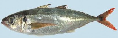 Hình 2 1 Cá nục Tên tiếng anh Round Sacd Tên gọi khác Cá dũa cá nục sồ 1