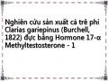 Nghiên cứu sản xuất cá trê phi Clarias gariepinus (Burchell, 1822) đực bằng Hormone 17-α Methyltestosterone - 1