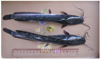 Hình 2 1 Cá trê phi Clarias gariepinus Hình 2 2 Đặc điểm hình thái của cá trê phi 1