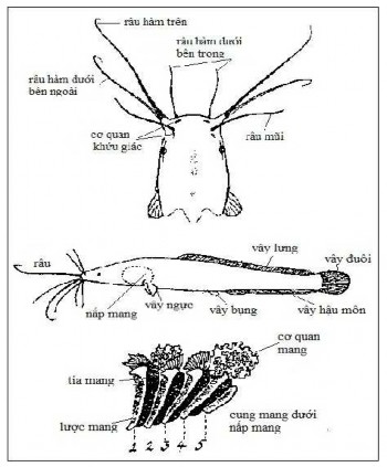 Hình 2 2 Đặc điểm hình thái của cá trê phi Clarias gariepinus Graaf và ctv 1996 2