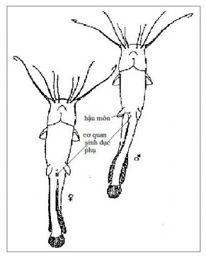 Hình 2 3 Cơ quan sinh dục đặc trưng của cá trê phi Graaf và ctv 1996 Theo Munro 3