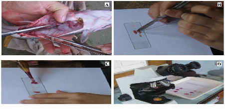 Ghi chú A giải phẫu cá B cắt lấy một phần tuyến sinh dục cá C nhuộm 2