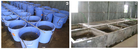 Ghi chú A hệ thống thùng 60 lít bố trí thí nghiệm trong thời gian 21 ngày B 3
