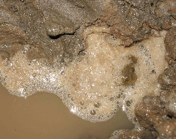 Hình 4 9 Tổ bọt của lươn Hình 4 10 Trứng lươn Qua thí nghiệm 2 ta thấy rằng 1