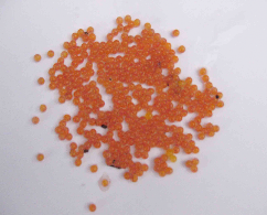 Hình 4 9 Tổ bọt của lươn Hình 4 10 Trứng lươn Qua thí nghiệm 2 ta thấy rằng 2