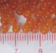 Hình 4 11 Trứng lươn sắp nở Hình 4 12 Lươn con mới nở Hình 4 13 Lươn giống 3