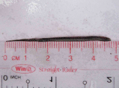 Hình 4 13 Lươn giống 3 ngày tuổi Hình 4 14 Lươn giống 1 tháng tuổi 4 2 4 Tỷ 6