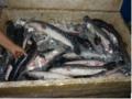 Phân tích chuỗi giá trị cá lóc nuôi ở đồng bằng sông Cửu Long - 10