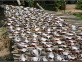 A Phơi cá lóc khi chế biến khô b Khô cá lóc đen được bán tại chợ c Khô cá 7