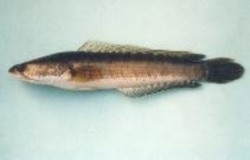 Hình 2 5 Cá lóc đen Channa striata Hình 2 6 Cá lóc bông Channa micropeltes 2 2 2 1