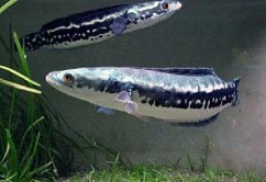 Hình 2 5 Cá lóc đen Channa striata Hình 2 6 Cá lóc bông Channa micropeltes 2 2 2 2