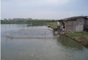 E Mô hình nuôi ao đất f Mô hình nuôi kết hợp cá lóc đầu vuông nuôi trong 12