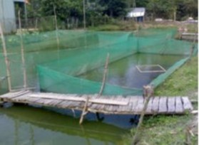 E Mô hình nuôi ao đất f Mô hình nuôi kết hợp cá lóc đầu vuông nuôi trong 13