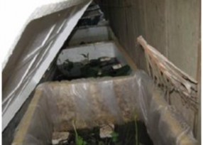 A Ao hộc nuôi cá bố mẹ b Thùng xốp để cá bố mẹ đẻ c Ao ương cá 3