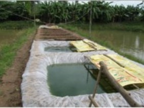 C Ao ương cá giống đến 1 tuần sau khi nở d Kích cỡ cá giống 1 tuần sau khi 4