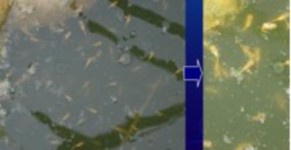 C Ao ương cá giống đến 1 tuần sau khi nở d Kích cỡ cá giống 1 tuần sau khi 5