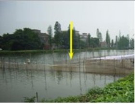 E Vèo ương cá lóc giống sau 1 tuần tuổi f Sàng lọc chặt lồng cá giống 6