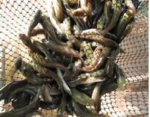 E Vèo ương cá lóc giống sau 1 tuần tuổi f Sàng lọc chặt lồng cá giống 7