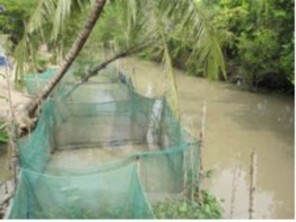 A Mô hình nuôi vèo sông b Mô hình nuôi vèo ao c Mô hình nuôi ao nổi d Mô hình 8