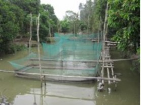 A Mô hình nuôi vèo sông b Mô hình nuôi vèo ao c Mô hình nuôi ao nổi d Mô hình 9