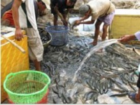 A Phân cỡ cá lóc khi thu hoạch b Dụng cụ đựng cá lóc khi vận chuyển c Hợp 1