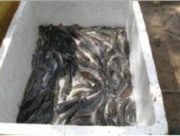 A Phân cỡ cá lóc khi thu hoạch b Dụng cụ đựng cá lóc khi vận chuyển c Hợp 2