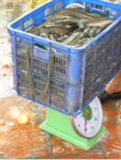 C Hợp đồng mua bán cá giữa chủ vựa với hộ nuôi cá lóc thương phẩm e Vận 4