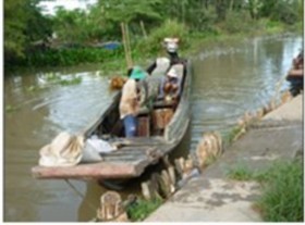 Hộ nuôi cá lóc thương phẩm e Vận chuyển cá lóc bằng vò lãi đến bến xe 5