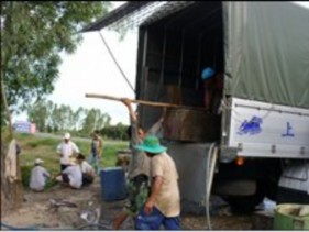 F Chuyển cá lóc lên xe tải đi tiêu thụ ở TPHCM Hình 4 31 Một số hoạt động 6