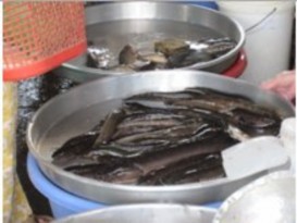 A Bán lẻ cá lóc tươi sống ở chợ b Bán lẻ khô cá lóc ở chợ c Bán lẻ 9