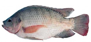 2 1 1 1 Phân loại Giới Animalia Ngành Chordata Lớp Actinopterygii Bộ Perciformes 1