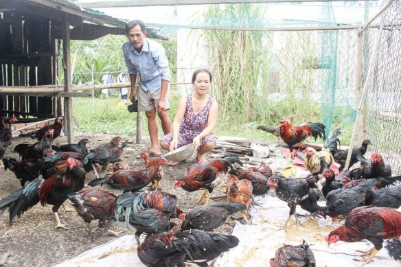 Ảnh phụ lục 7 3 Nhờ nguồn vốn vay 30 triệu đồng từ NHCSXH chị Trần Ngọc 2