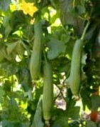 Chăm sóc Khi hạt chưa mọc thỉnh thoảng tưới nước nhẹ nếu đất khô Khi 1