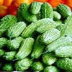 Thời vụ và đất trồng Mướp đắng khổ qua được gieo từ đầu tháng 3 9 3