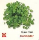Rau mùi là rau gia vị vừa ăn thân lá vừa dùng làm hương liệu trong công nghiệp 1