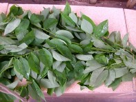 Còn gọi là rau bồ ngót bù ngót mì chính Tên khoa học Sauropus Androgynus L 1