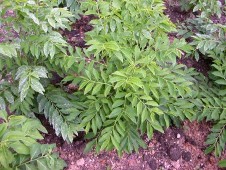 Giống Có thể trồng cây bồ ngót từ hạt nhưng tỉ lệ nẩy mầm của hạt 2