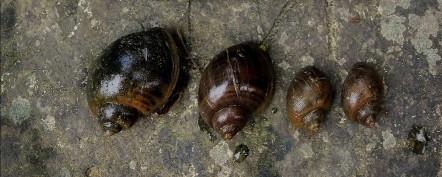 Hình 3 2 Ốc bươu vàng Pomacea canaliculata Nguồn Ảnh chụp tại xã Thanh Tương 1