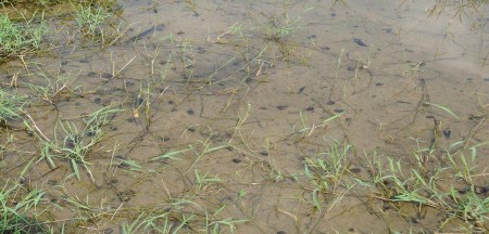 Hình 3 3 Các cá thể ốc bươu vàng trong khu vực ao cạn Nguồn Ảnh chụp tại 2