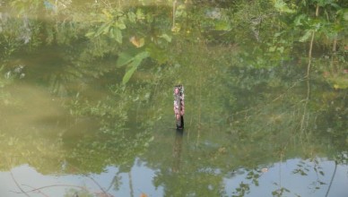 Hình 3 4 Trứng ốc bươu vàng được đẻ lên một khúc gỗ trong ao nước 3