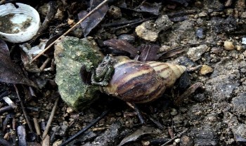 Hình 3 5 Hình thái ngoài của ốc sên Châu Phi Achatina fulica Nguồn Ảnh chụp 4