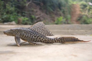 Hình 3 6 Cá tỳ bà lớn cá dọn bể lớn Pterygoplichthys pardalis Ảnh chụp ở 5