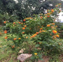 Hình 3 8 Cây ngũ sắc Lantana camara Nguồn Ảnh chụp tại xã Hồng Thái huyện 1