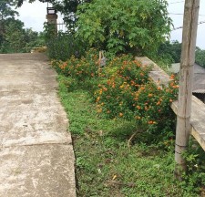 Hình 3 9 Cây ngũ sắc Lantana camara Nguồn Ảnh chụp tại xã Thượng Nông 2