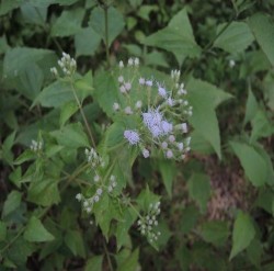 Hình 3 10 Cỏ lào Chromolaena odorata Nguồn Ảnh chụp tại khu vực xã Côn Lôn 3