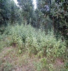 Hình 3 10 Cỏ lào Chromolaena odorata Nguồn Ảnh chụp tại khu vực xã Côn Lôn 4