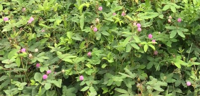 Hình 3 11 Trinh nữ móc Mimosa diplotricha Nguồn Ảnh chụp tại khu vực xã Yên Hoa 5