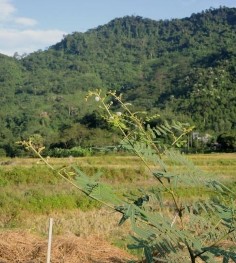  Cá rô phi đen Hình 3 12 Cây Mai dương Mimosa pigra xâm lấn Nguồn Ảnh chụp 1