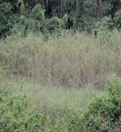  Cá rô phi đen Hình 3 12 Cây Mai dương Mimosa pigra xâm lấn Nguồn Ảnh chụp 2